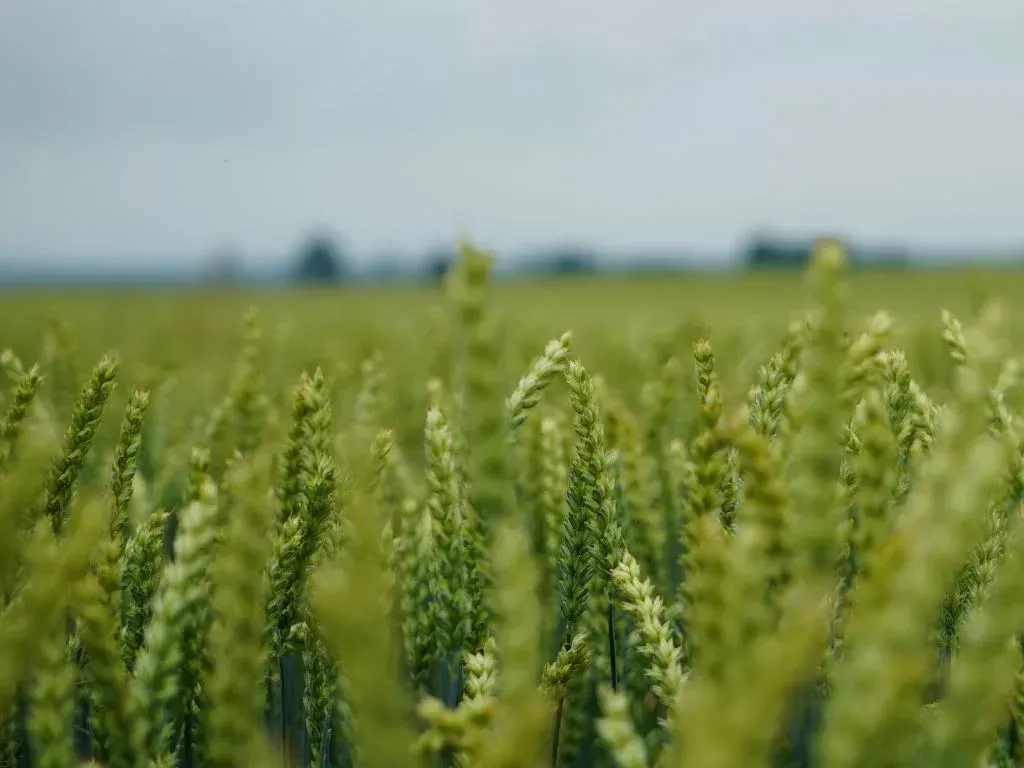 Kompleksowe rozwiązania na chwasty